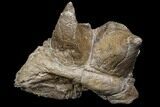 Pachycephalosaurus Dome Spikes - Very Rare Find! #84451-1